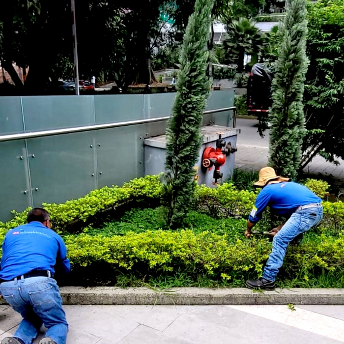 MANTENIMIENTO JARDINES 1