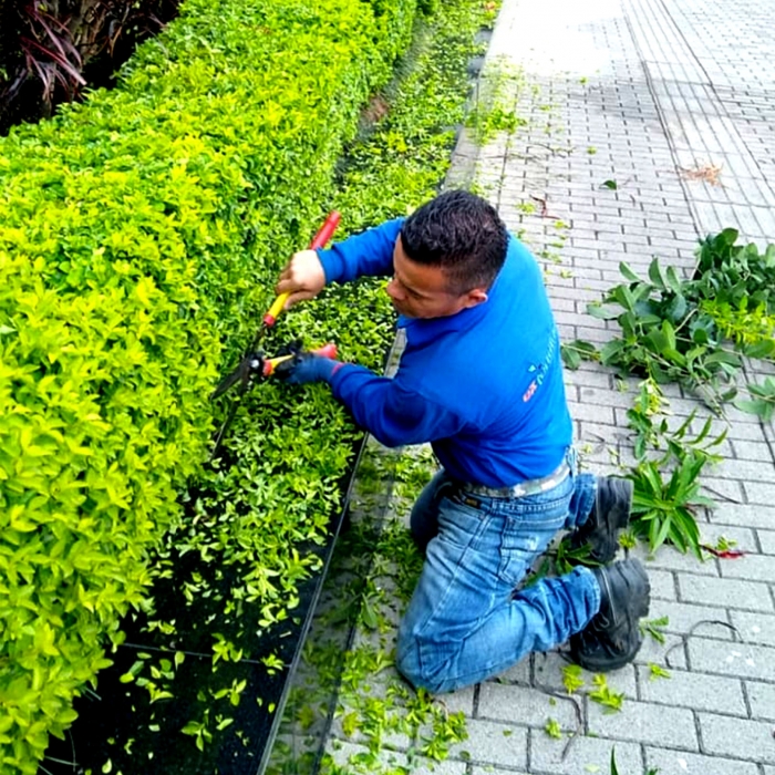 MANTENIMIENTO JARDINES 11
