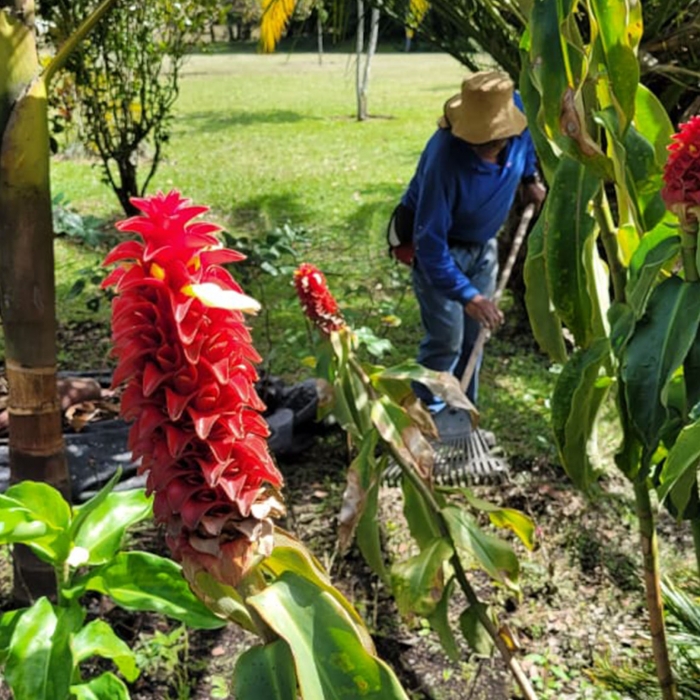 MANTENIMIENTO JARDINES 7